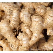 Factory supply ginger, Chinese fresh ginger supplier